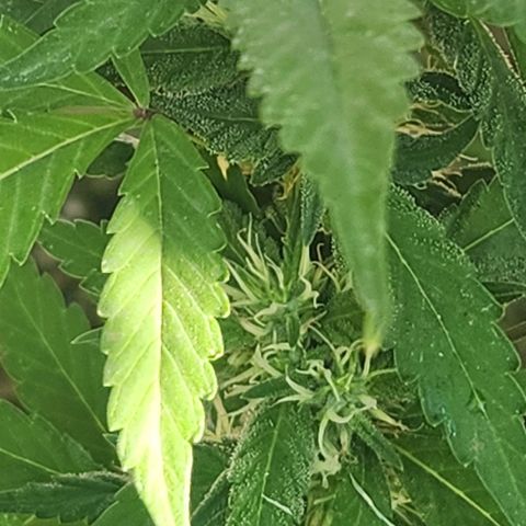 Clone 1 2024 growlog timeline photo