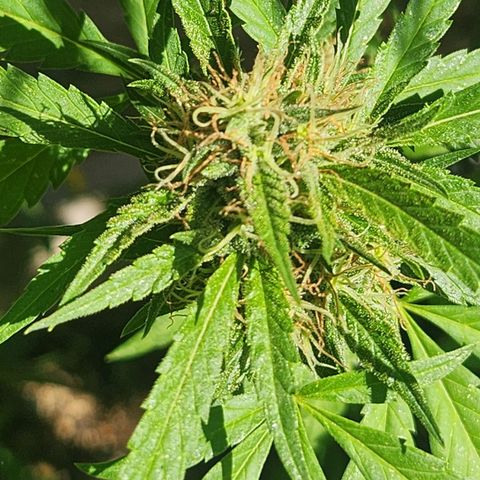 Clone 1 2024 growlog timeline photo