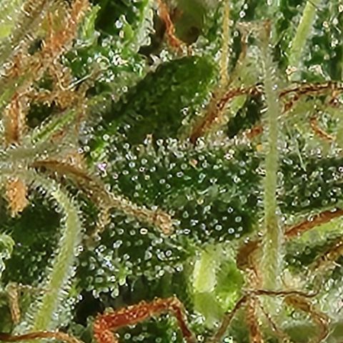 Clone 1 2024 growlog timeline photo