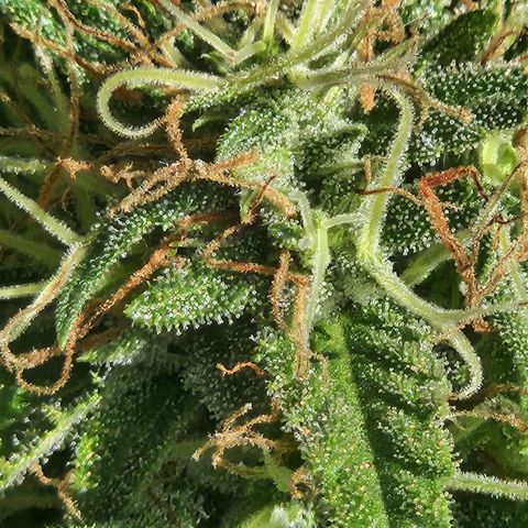 Clone 1 2024 growlog timeline photo