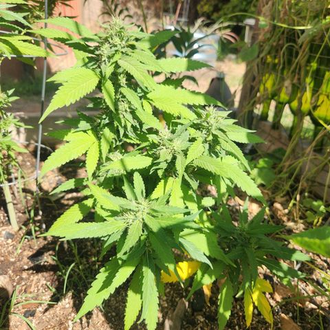 Clone 1 2024 growlog timeline photo