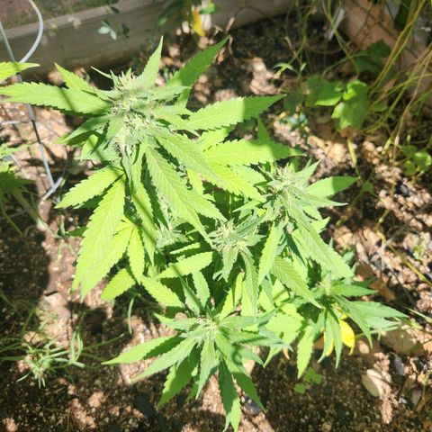 Clone 1 2024 growlog timeline photo