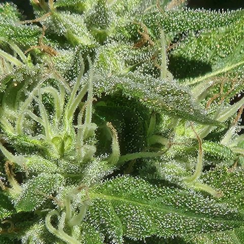 Clone 1 2024 growlog timeline photo