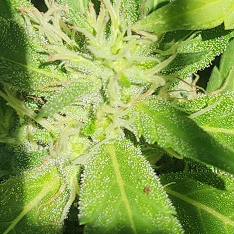 Clone 1 2024 growlog timeline photo