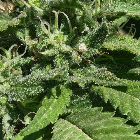 Clone 1 2024 growlog timeline photo