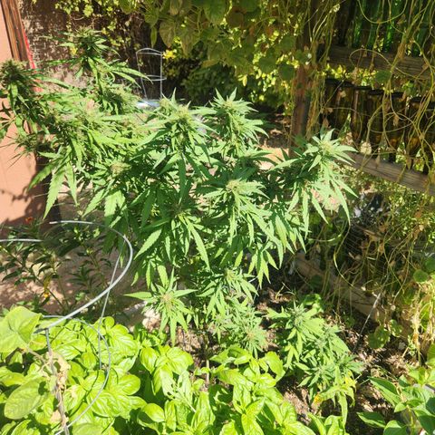 Clone 1 2024 growlog timeline photo