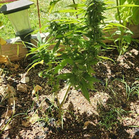 Clone 1 2024 growlog timeline photo