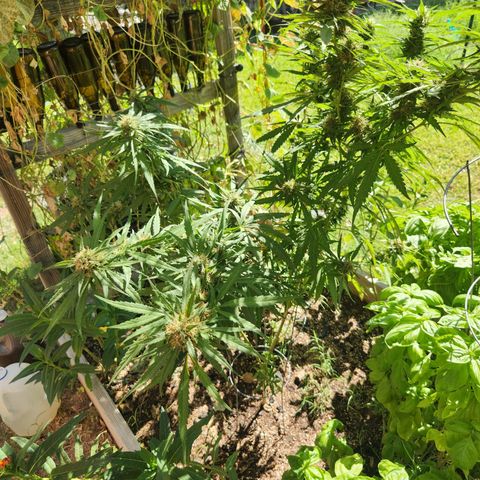 Clone 1 2024 growlog timeline photo