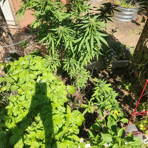 Clone 1 2024 growlog timeline photo