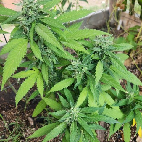 Clone 1 2024 growlog photo: I think this one needs more time to grow