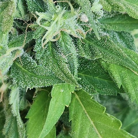 Clone 1 2024 growlog photo: I think this one needs more time to grow