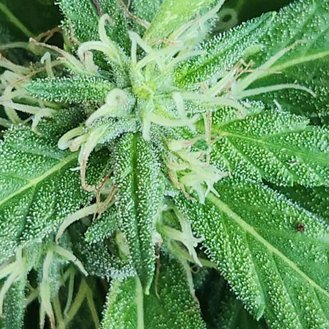 Clone 1 2024 growlog photo: I think this one needs more time to grow