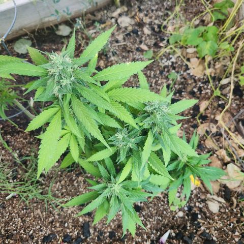 Clone 1 2024 growlog photo: I think this one needs more time to grow
