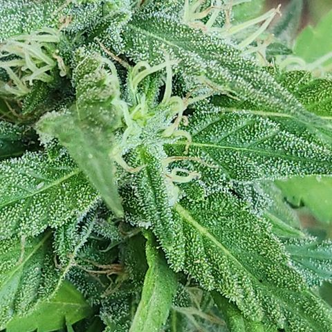 Clone 1 2024 growlog photo: I think this one needs more time to grow