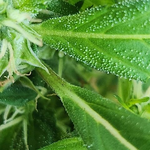 Clone 1 2024 growlog photo: I think this one needs more time to grow
