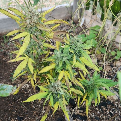 Clone 1 2024 growlog timeline photo