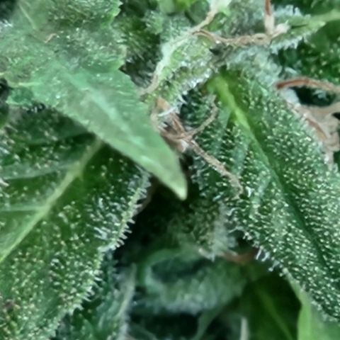 Clone 1 2024 growlog timeline photo