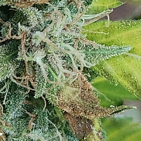 Clone 1 2024 growlog timeline photo