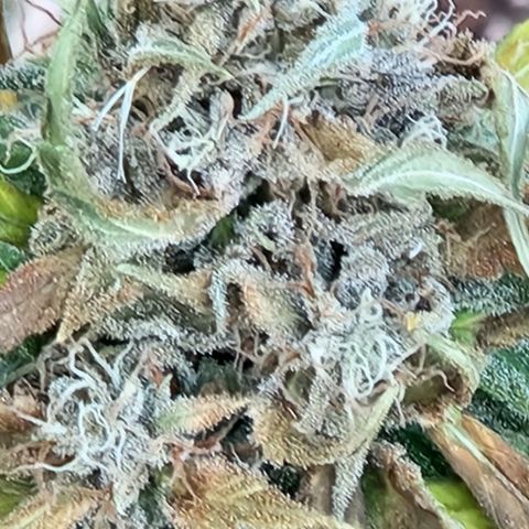 Clone 1 2024 growlog timeline photo