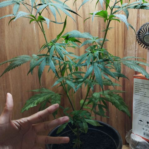 prensado growlog timeline photo