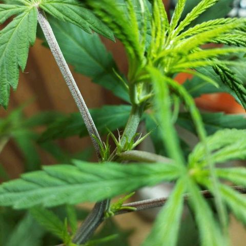 prensado growlog timeline photo