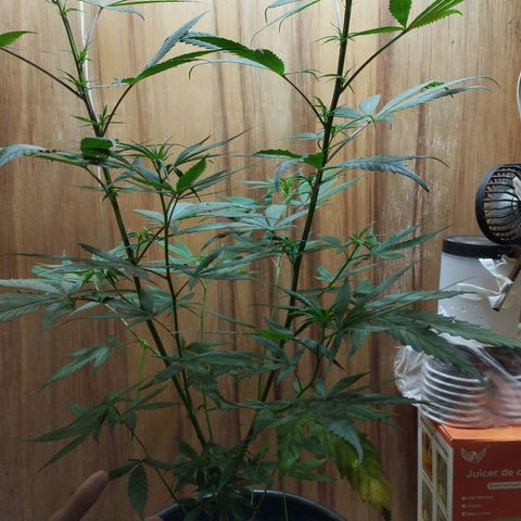 prensado growlog timeline photo