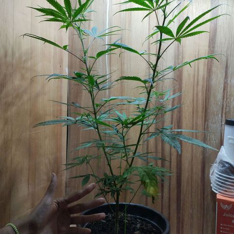 prensado growlog timeline photo