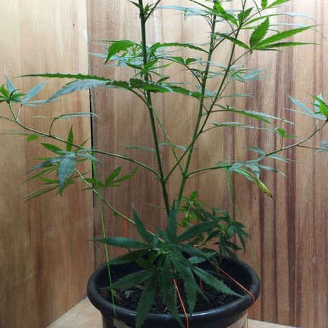 prensado growlog timeline photo