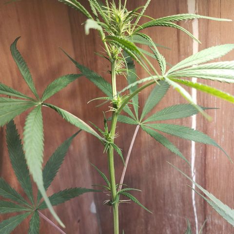 prensado growlog timeline photo