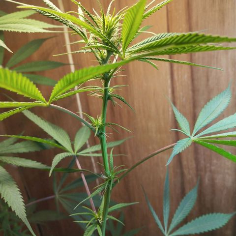 prensado growlog timeline photo