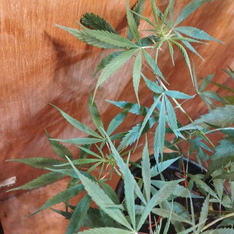prensado growlog timeline photo