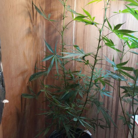 prensado growlog timeline photo