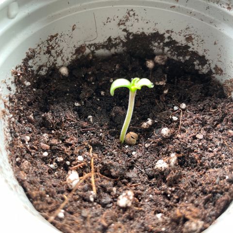 Creme de la Chem growlog timeline photo