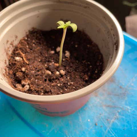 Creme de la Chem growlog timeline photo