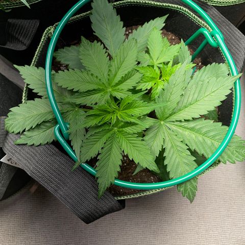 Auto Critical Orange Punch growlog timeline photo