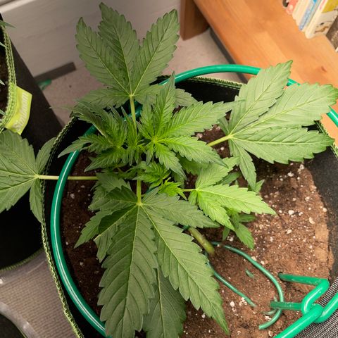 Auto Purple Kush growlog timeline photo