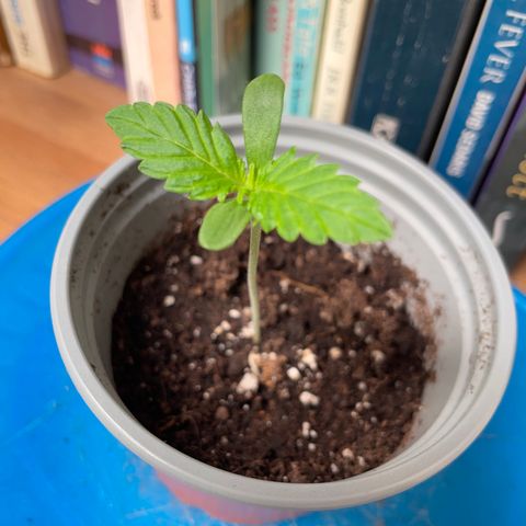 Creme de la Chem growlog timeline photo
