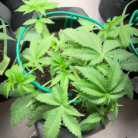 Auto Critical Orange Punch growlog timeline photo