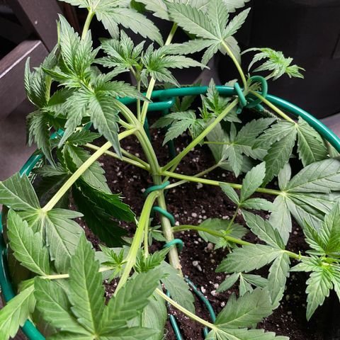Auto Purple Kush growlog timeline photo