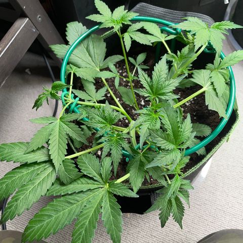 Auto Purple Kush growlog timeline photo