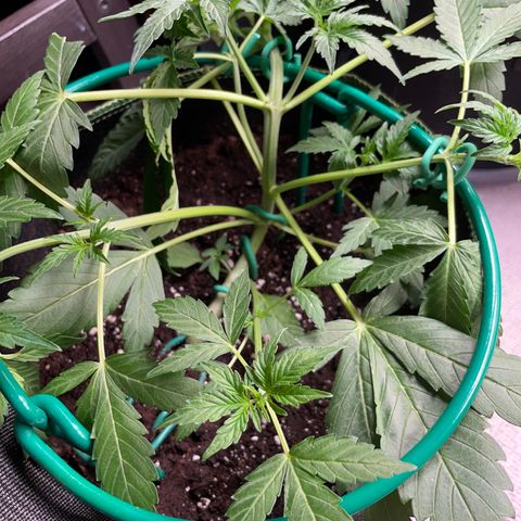 Auto Purple Kush growlog timeline photo