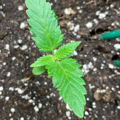 Creme de la Chem growlog timeline photo