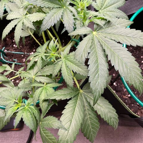 Auto Purple Kush growlog timeline photo