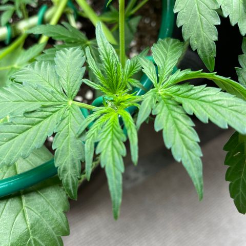 Auto Purple Kush growlog timeline photo