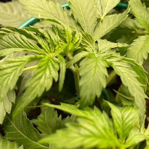 Auto Critical Orange Punch growlog timeline photo