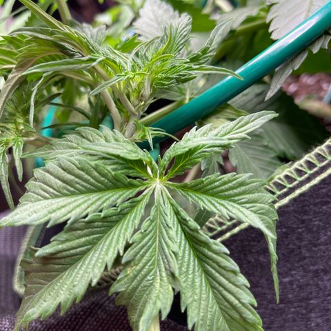 Auto Critical Orange Punch growlog timeline photo