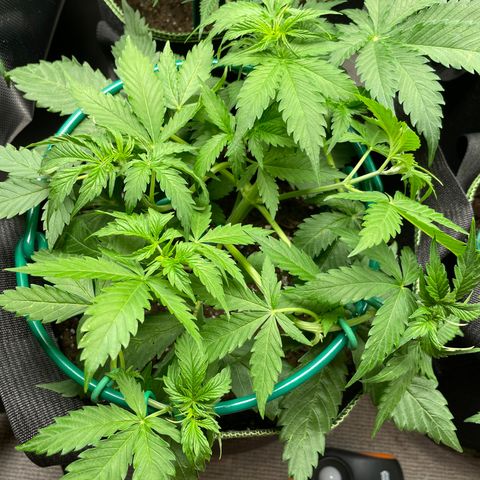 Auto Critical Orange Punch growlog timeline photo