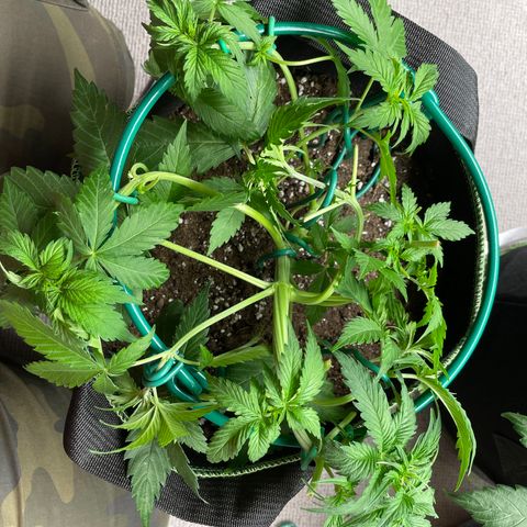 Auto Critical Orange Punch growlog timeline photo