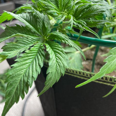 Auto Critical Orange Punch growlog timeline photo