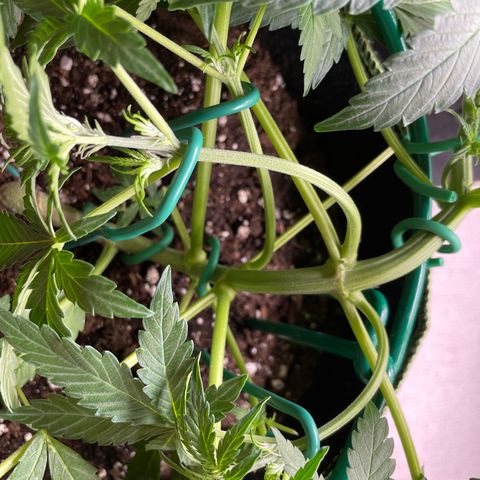 Auto Purple Kush growlog timeline photo